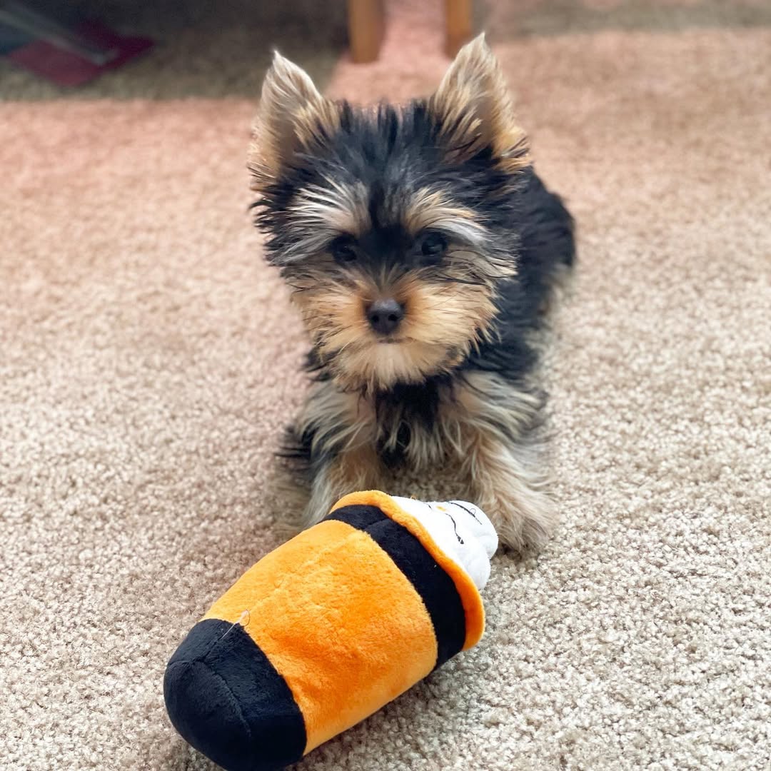 Clay - Yorkshire Terrier Puppy